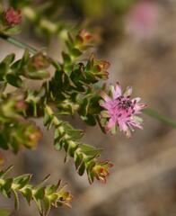 Diastella divaricata divaricata