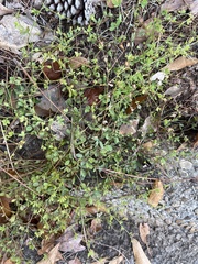 Lespedeza repens
