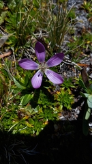 Gentianella cerastioides