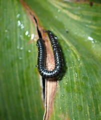 Ommatoiulus moreleti