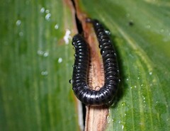 Ommatoiulus moreleti