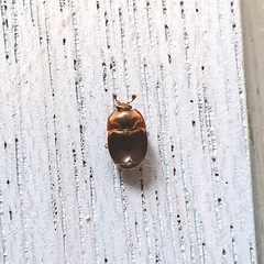 Stelidota geminata