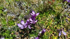 Gentianella cerastioides