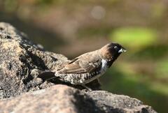 Spermestes cucullata