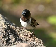 Spermestes cucullata