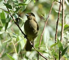 Andropadus importunus