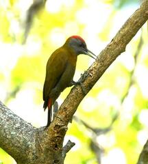 Chloropicus griseocephalus