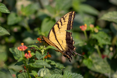 Papilio multicaudata multicaudata