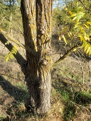 Juglans hindsii