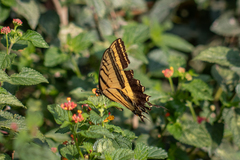 Papilio multicaudata multicaudata