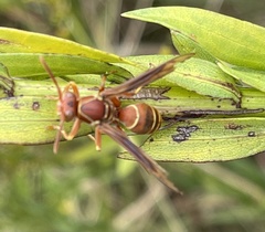 Polistes bellicosus
