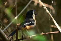 Laniarius ferrugineus