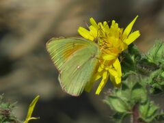 Colias lesbia