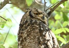 Bubo africanus