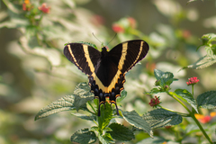 Papilio garamas garamas