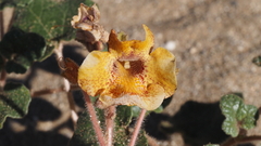 Proboscidea althaeifolia