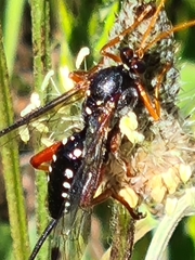 Echthromorpha intricatoria