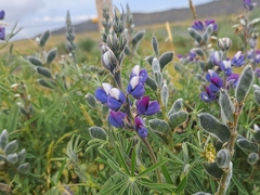 Lupinus pubescens