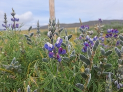 Lupinus pubescens