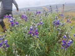 Lupinus pubescens