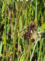 Echthromorpha intricatoria