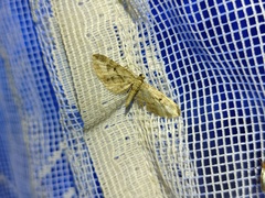 Eupithecia pusillata