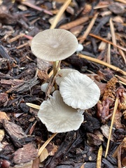 Marasmius calhouniae