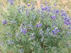 Lupinus pubescens