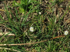 Hypochaeris albiflora