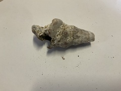 Pyrazus ebeninus