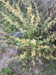 Sphaeralcea bonariensis