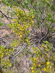 Larrea nitida