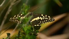 Papilio demodocus