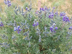 Lupinus pubescens