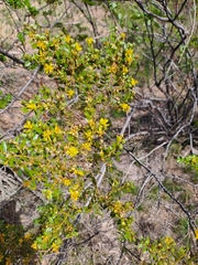 Larrea nitida