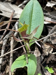 Chiloglottis