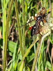 Echthromorpha intricatoria