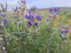 Lupinus pubescens