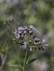 Aristeguietia salvia
