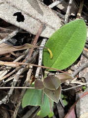 Chiloglottis