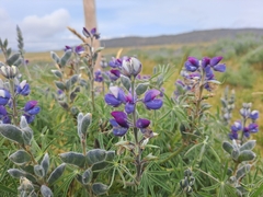 Lupinus pubescens