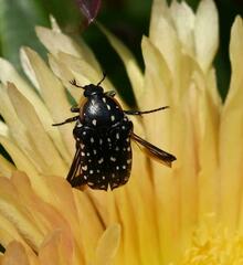 Oxythyrea marginalis