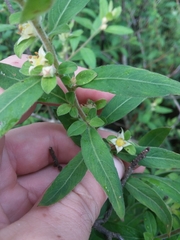 Ludwigia pilosa