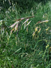 Bromus catharticus