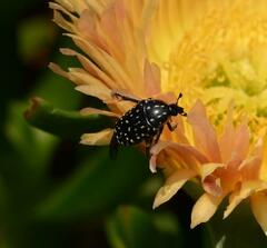 Oxythyrea marginalis