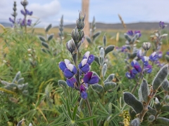 Lupinus pubescens