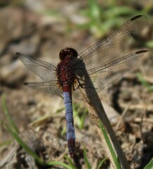 Erythrodiplax connata