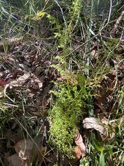 Lindsaea microphylla