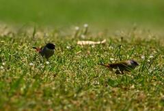 Coccopygia melanotis