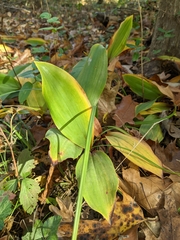 Convallaria majalis